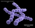 Streptococcus pyogenes 3D